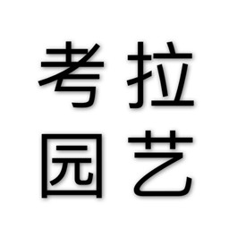 考拉园艺董事长-焦洋
